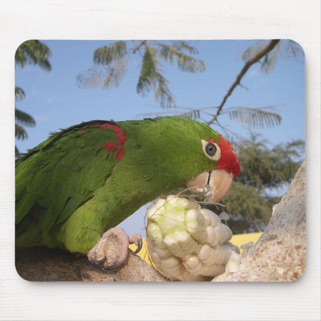 Mousepad papagaio verde (Frente)