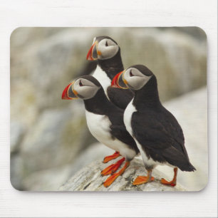 Mousepad Papagaios-do-mar no Machias Seal Island