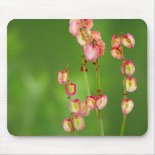 Mousepad Papel Corações (Rumex Woodii), Ukhahlamba
