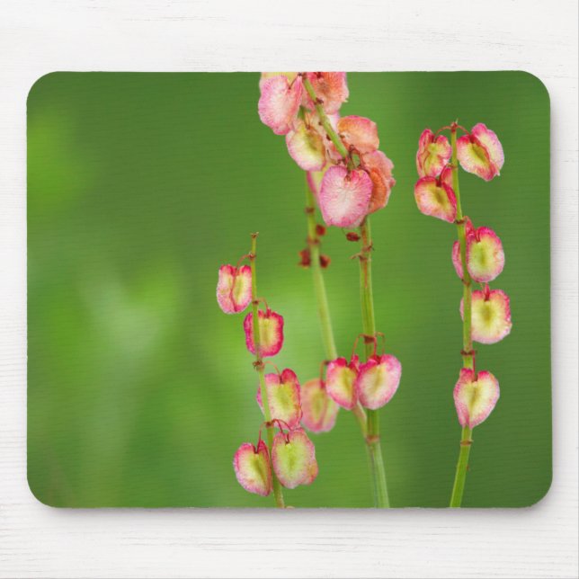 Mousepad Papel Corações (Rumex Woodii), Ukhahlamba (Frente)