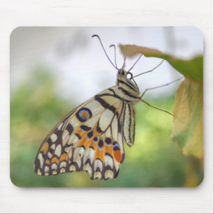 Mousepad Papilio demoleus