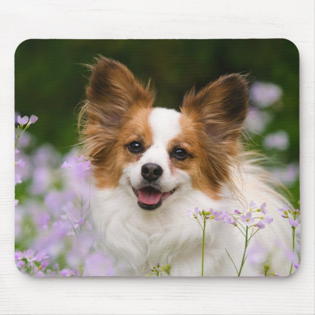 Mousepad Papillon Dog Retrato Romântico (Frente)