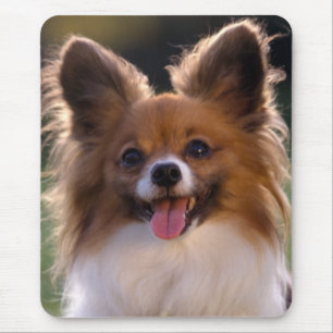 Mousepad Papillon Filhote Mamãe Cachorro Pele Peles Mamãe