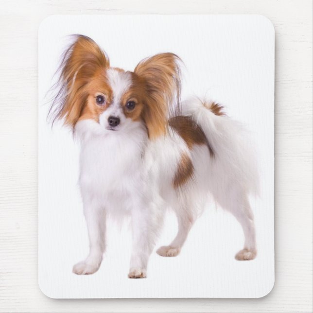 Mousepad Papillon Puppy Mãe Cachorro Cachorro Cachorro Cach (Frente)