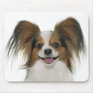 Mousepad Papillon Puppy Mãe Cachorro Cachorro Cachorro Cach