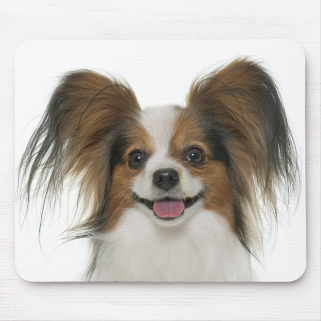 Mousepad Papillon Puppy Mãe Cachorro Cachorro Cachorro Cach (Frente)
