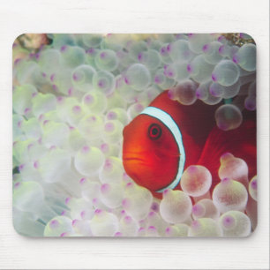 Mousepad Papua-Nova Guiné, Grande Barreira de Coral,