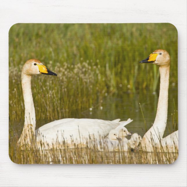 Mousepad Par de cisnes-bravos com filhotes na Islândia. (Frente)
