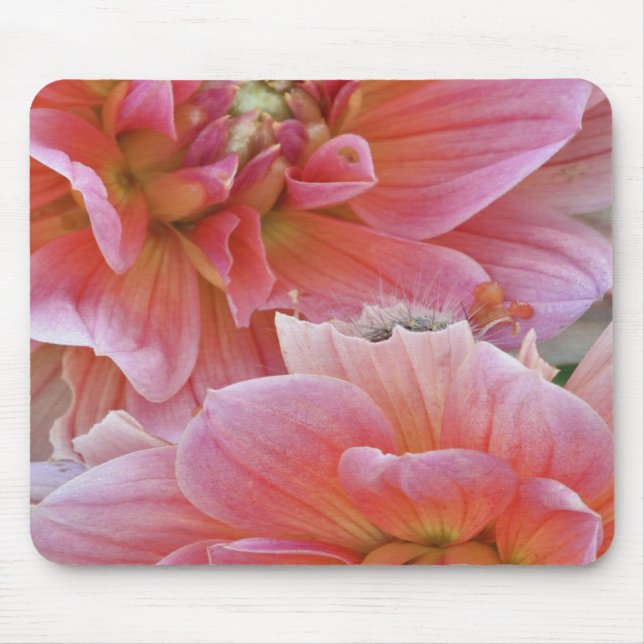 Mousepad Par de flores de Dahlia, Dahlia spp. , (Frente)
