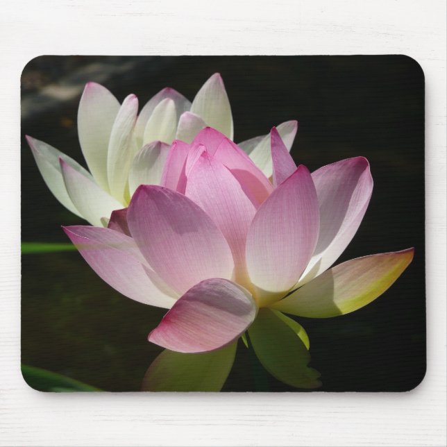 Mousepad Par de Flores de Lotus II (Frente)