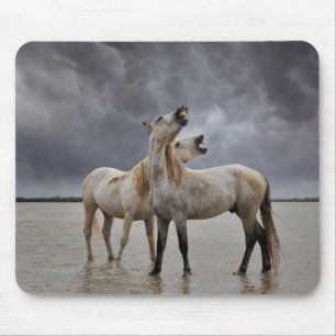 Mousepad Par de garanhões de cavalos Camargue, sul da Franç