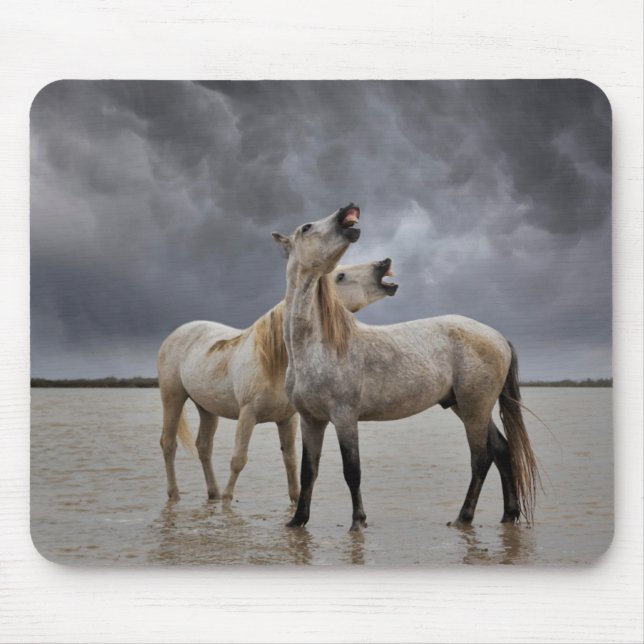 Mousepad Par de garanhões de cavalos Camargue, sul da Franç (Frente)