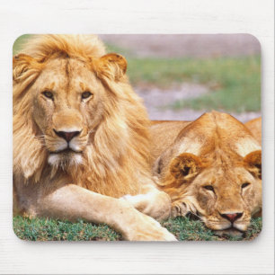 Mousepad Par de Leões Africanos, Panthera leo, Tanzânia