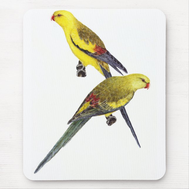 Mousepad Par de Papagaio Regente - Polytelis anthopeplus (Frente)