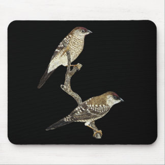 Mousepad Par Finch com cabeça de ameixa - Neochmia modesta