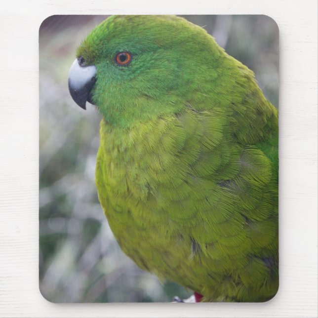 Mousepad Parakeet da ilha de Antipodes (Frente)
