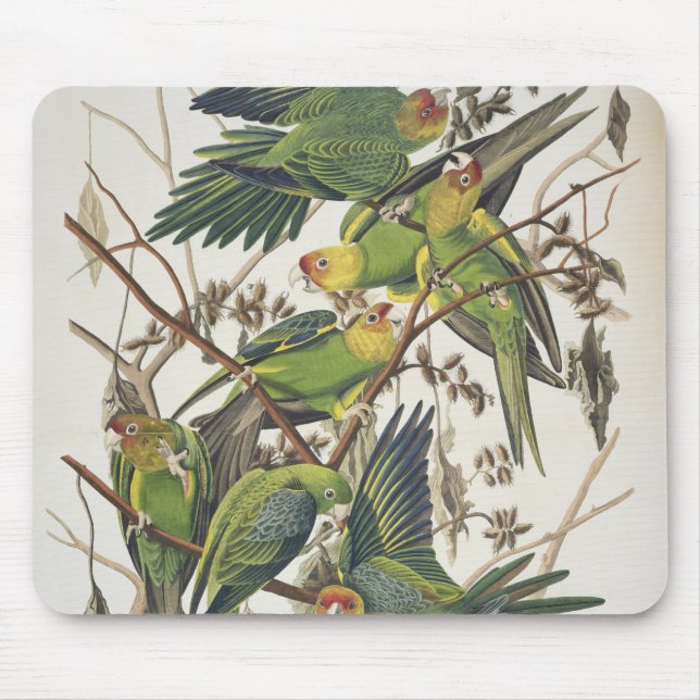 Mousepad Parakeet de Carolina, dos "pássaros de América", (Frente)