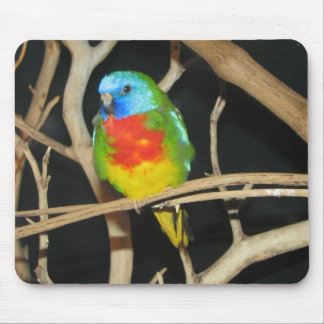 Mousepad Parakeet Escarlate-Chested - splendida de Neophema