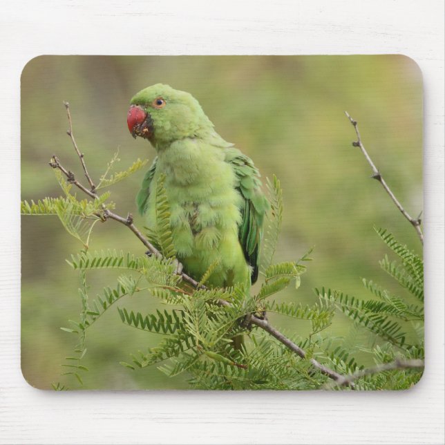 Mousepad Parakeet Rosa-rodeado (Frente)