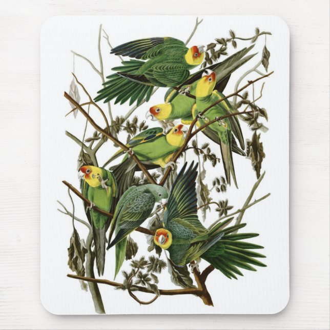 Mousepad Parakeets de Carolina de Audubon (Frente)