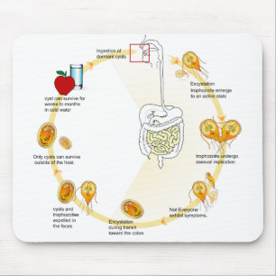 Mousepad Parasita do ciclo de vida do Giardia do diagrama