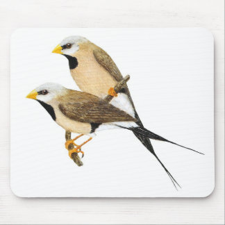Mousepad Pares de cauda longa do passarinho - acuticauda do