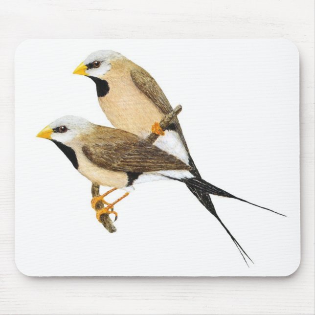 Mousepad Pares de cauda longa do passarinho - acuticauda do (Frente)