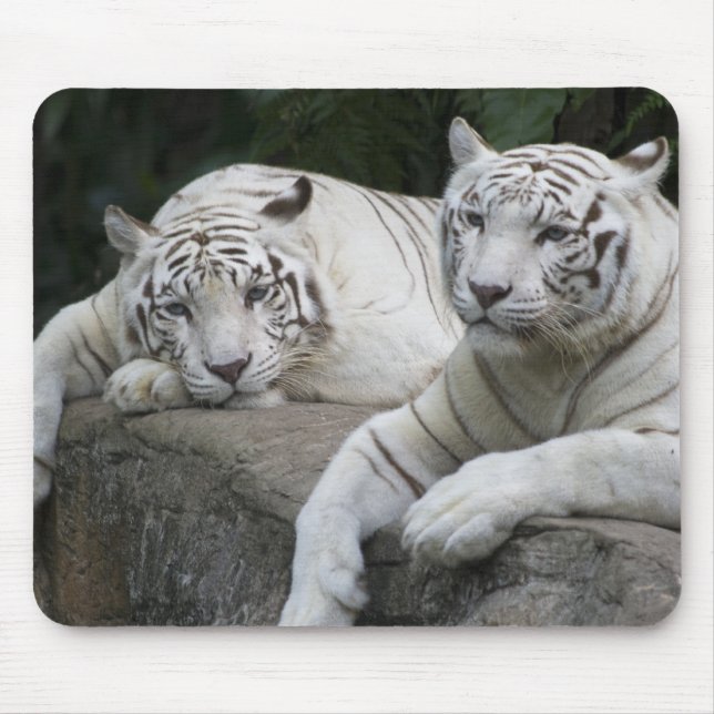 Mousepad Pares do tigre (Frente)