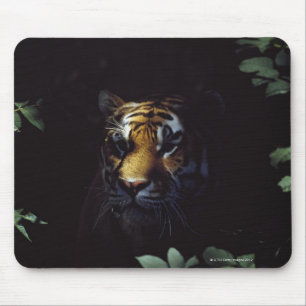 Mousepad Pares do tigre Siberian (Panthera Tigris Altaica)