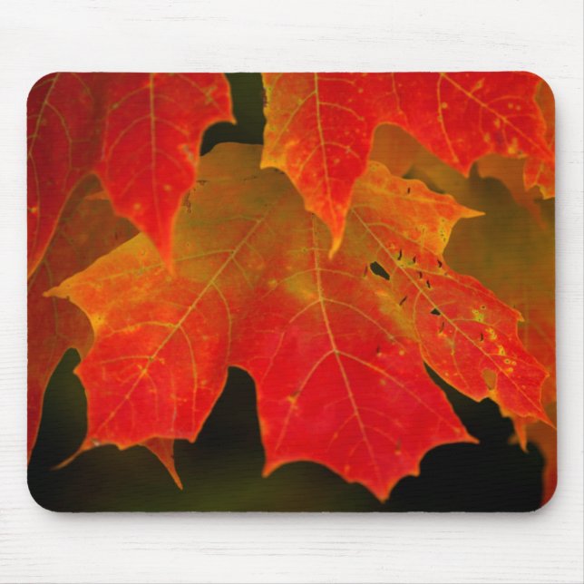 Mousepad Parque Estadual de Itasca, Cores de Outono 2 (Frente)