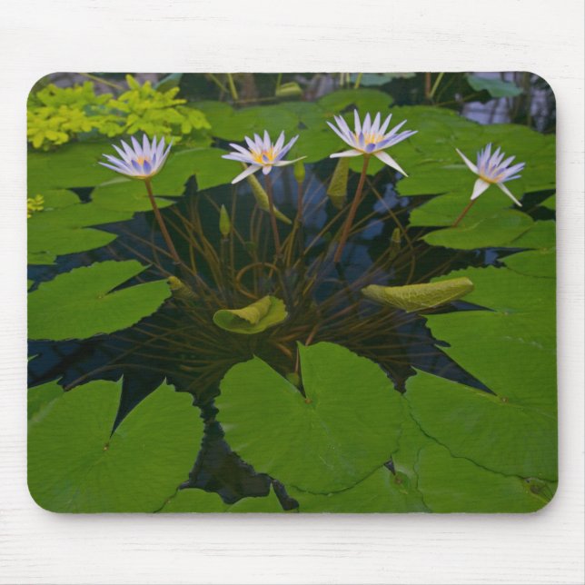 Mousepad Parque Golden Gate de São Francisco Califórnia e (Frente)