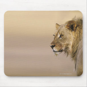 Mousepad Parque internacional de Kgalagadi, cabo do norte