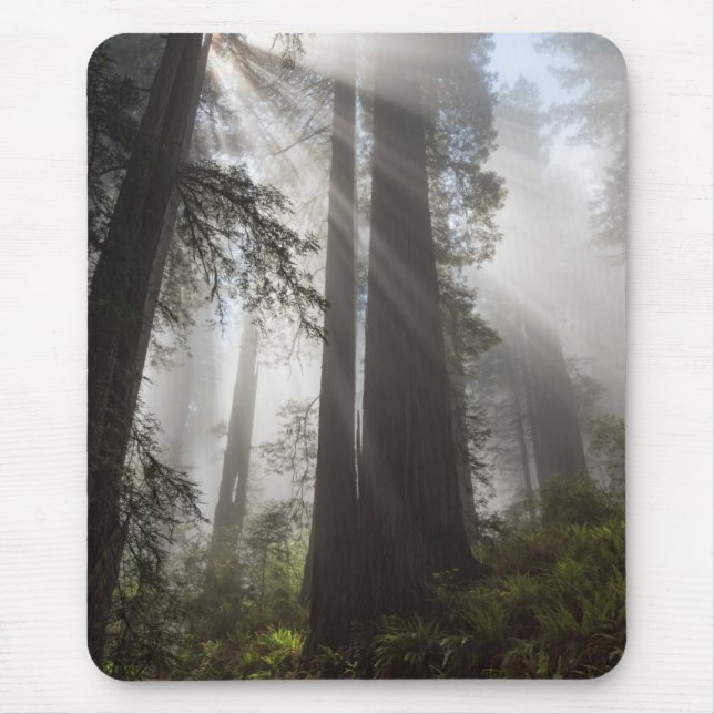 Mousepad Parque Nacional Redwood Califórnia (Frente)