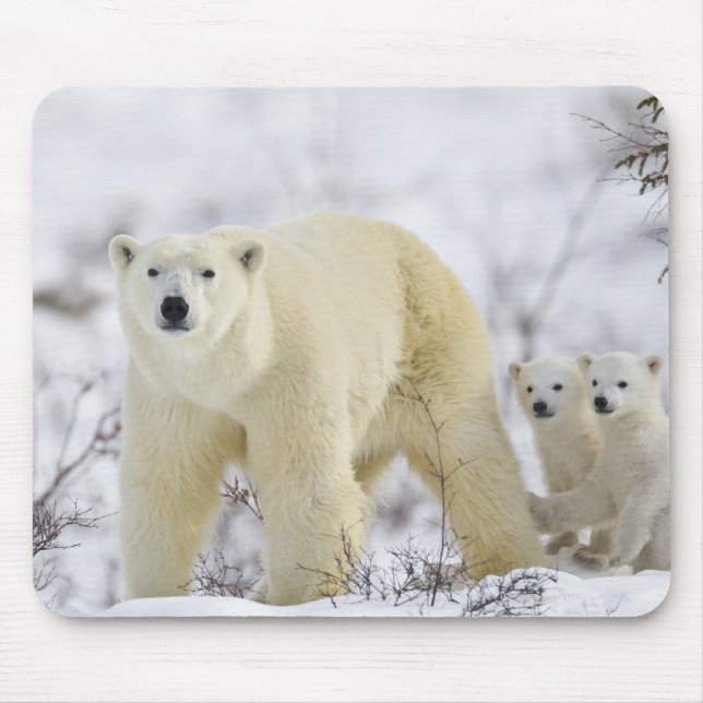 Mousepad Parque Nacional Wapusk, Canadá. (Frente)