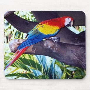 MOUSEPAD PASSARINHO