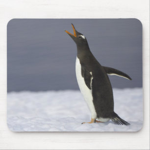 Mousepad Pássaro adulto do pinguim de Gentoo (Pygoscelis