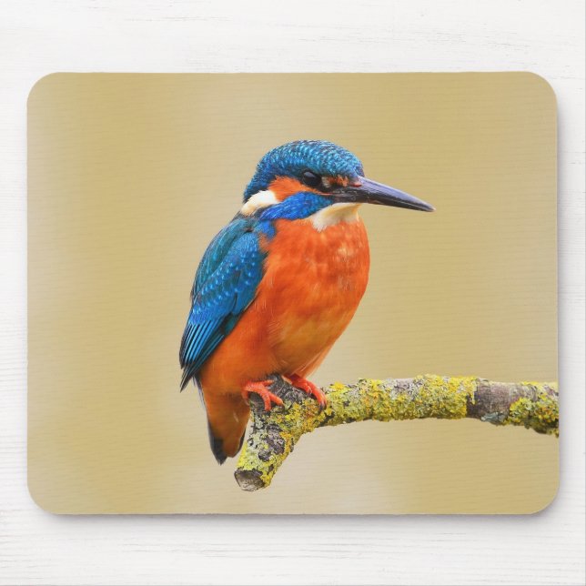 Mousepad Pássaro alaranjado azul do martinho pescatore (Frente)