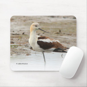 Mousepad Pássaro Ataque Americano Avocet Wading na Praia