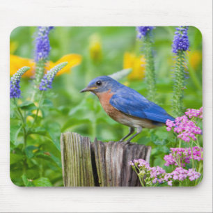 Mousepad Pássaro azul macho em poste de cerca em jardim de