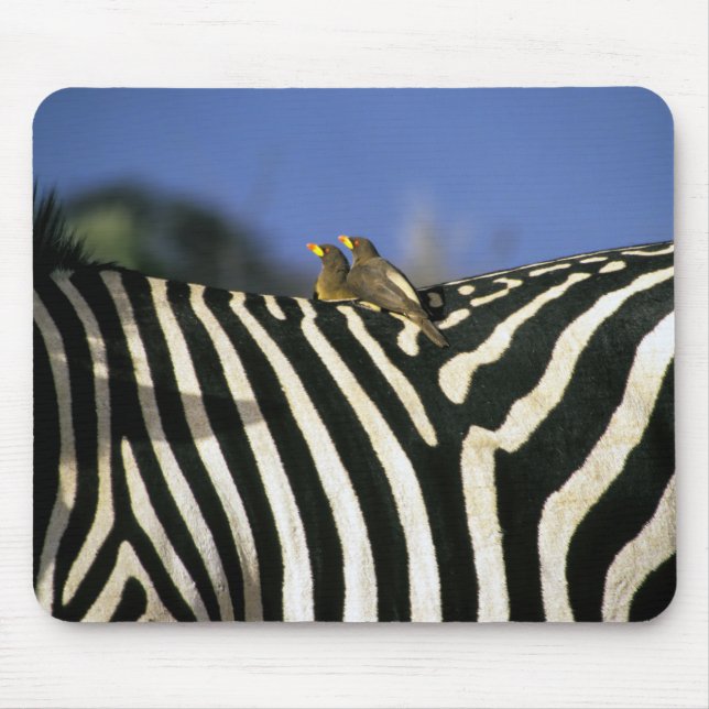 Mousepad Pássaro-bicho-da-bico-vermelho em uma Zebra de vol (Frente)