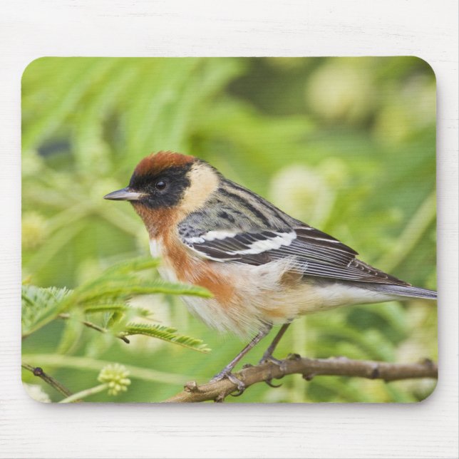 Mousepad Pássaro-cantor-de-peito-castanho (Dendroica castan (Frente)