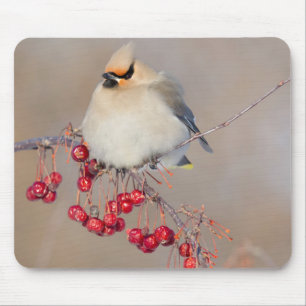 Mousepad Pássaro-cera-boêmio no inverno, Canadá