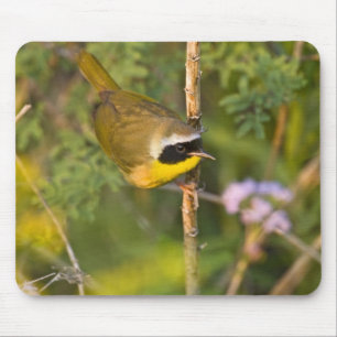 Mousepad Pássaro-de-garganta-amarela-comum (Geothlypis tric