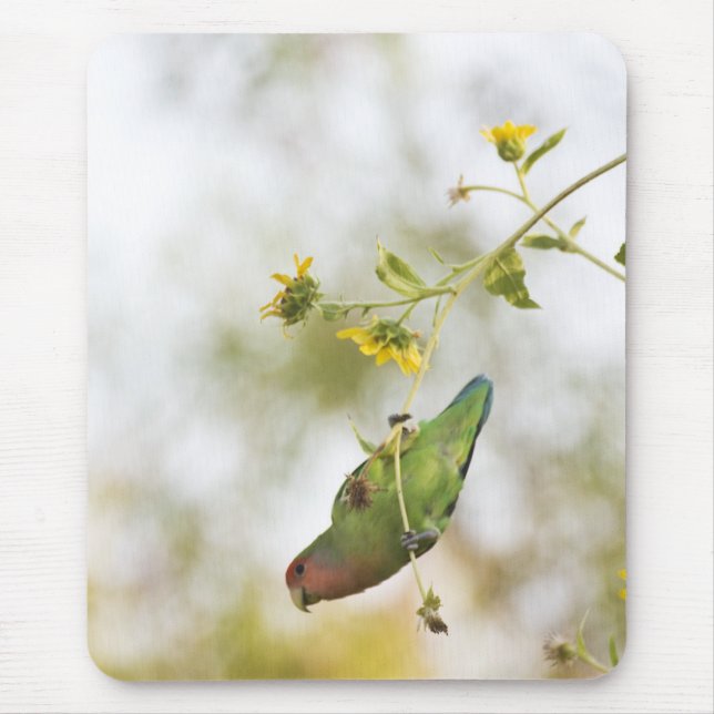 Mousepad pássaro do amor de pêssego (Frente)