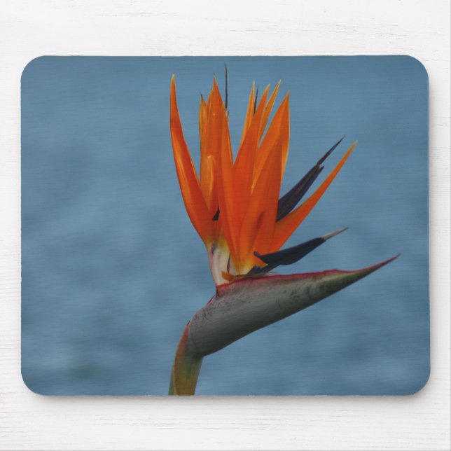 Mousepad pássaro do paraíso (Frente)