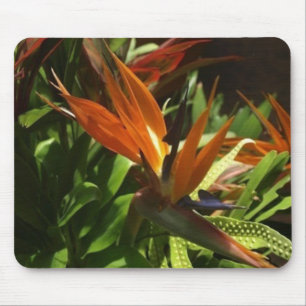 Mousepad Pássaro do paraíso