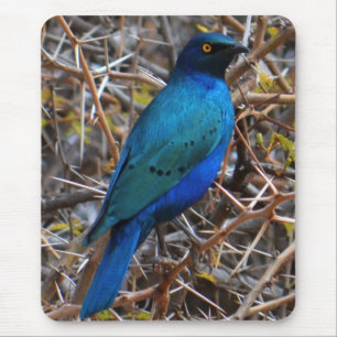 Mousepad Pássaro Estrelado Azul-Vermelho Maior