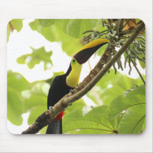 Mousepad Pássaro Exótico Swainson Toucan