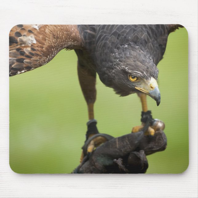Mousepad pássaro falcão (Frente)