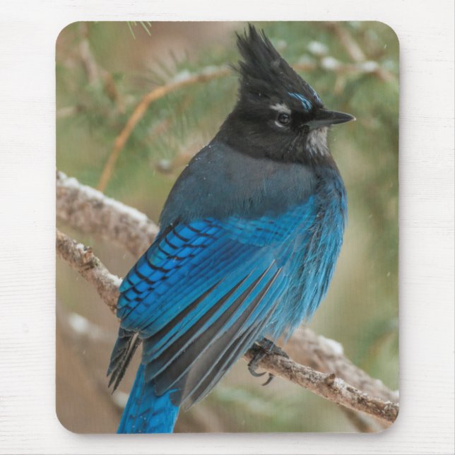 Mousepad Pássaro gaio-de-steller na árvore (Frente)